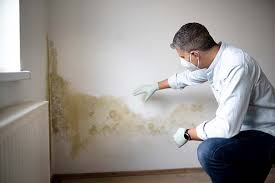 Best Attic Mold Removal  in Providence, RI